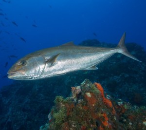 Greater Amberjack